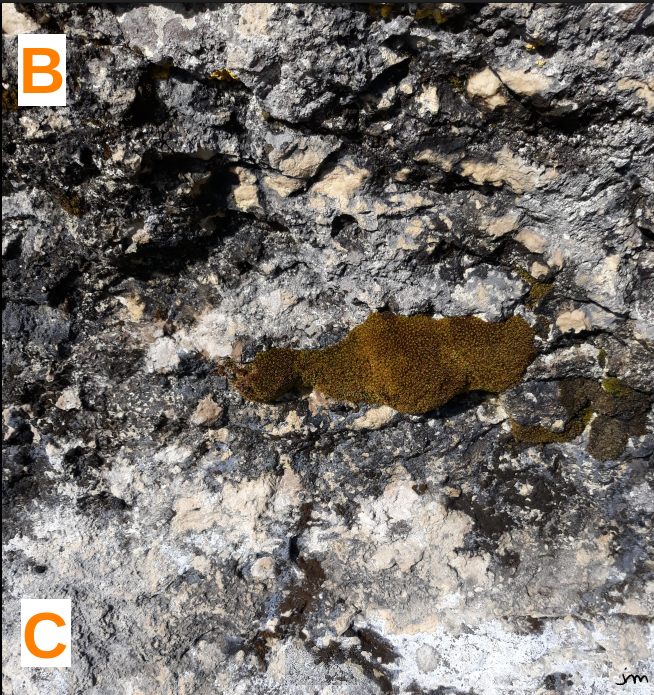 Lichens et mousse